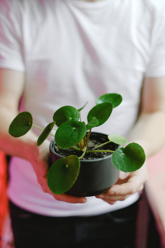 Modern Feng Shui: Enhancing Your Lifestyle & Well-being
